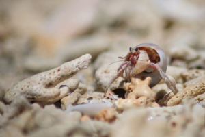 Rak pustelnik Rak pustelnik